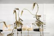 museo di anatomia comparata bologna 8-2022 4672